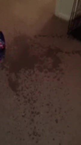 Click to play video CARPET PEE - video 2