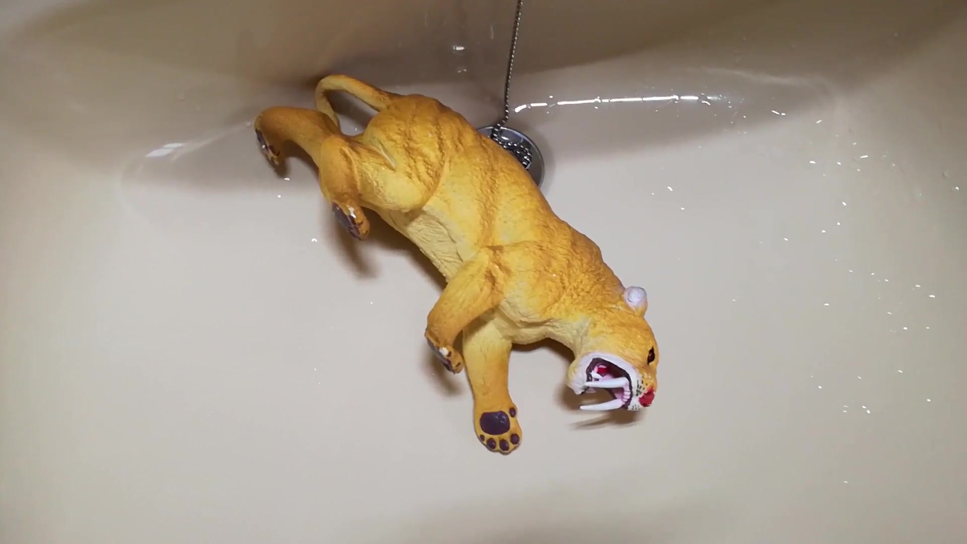 Click to play video Sabertooth toy gets a golden shower