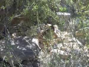 Click to play video Sami Parker and Her Step Brother on a Hike at Red Rock Canyon